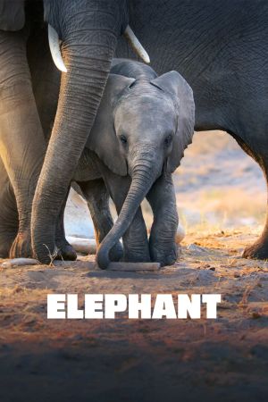 Elefanten hdfilme stream online